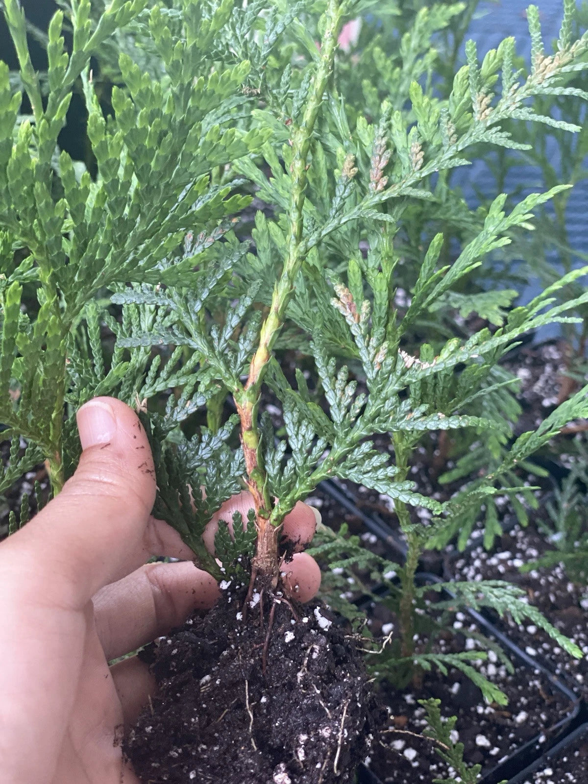 Rooted Starter Plant 10 Pack Green Giant Tree 6-7 Inches Thuja Arbovit –  Jayme Garden