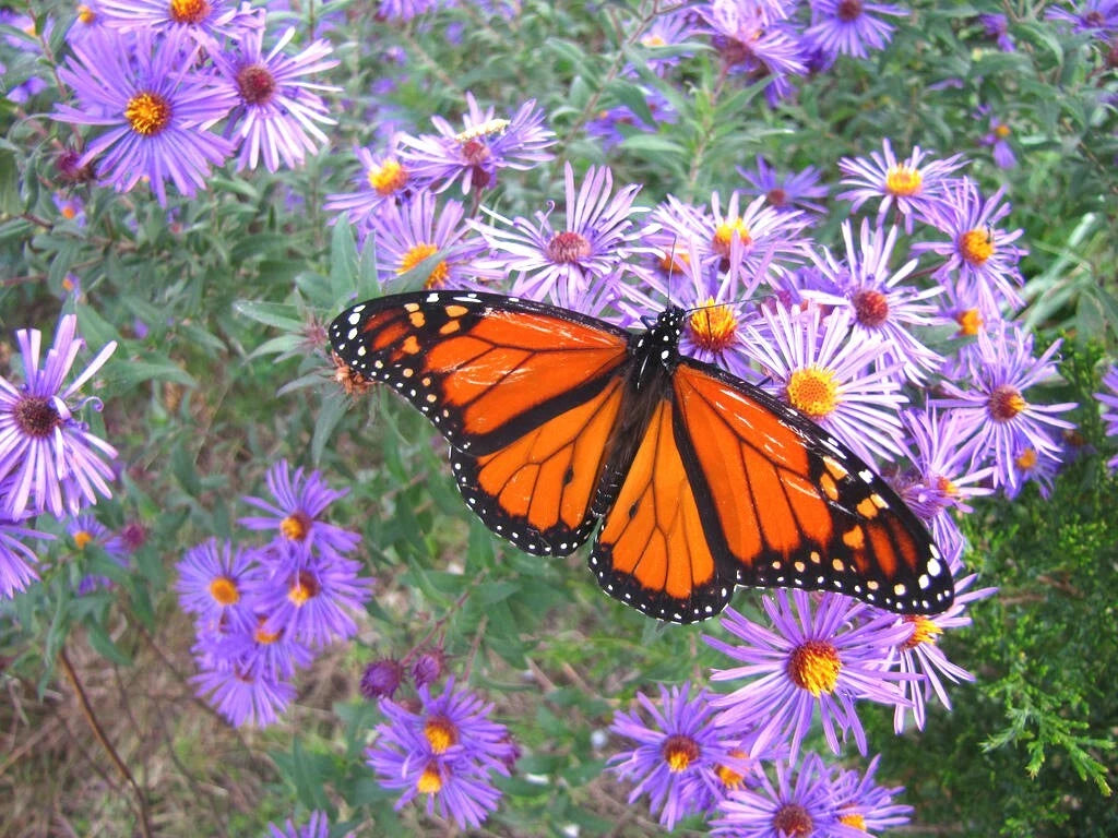 New England Aster Seeds - Perennial Native Wildflower - Summer/Fall Flowers - Aster novae-angliae - 201+ Seeds