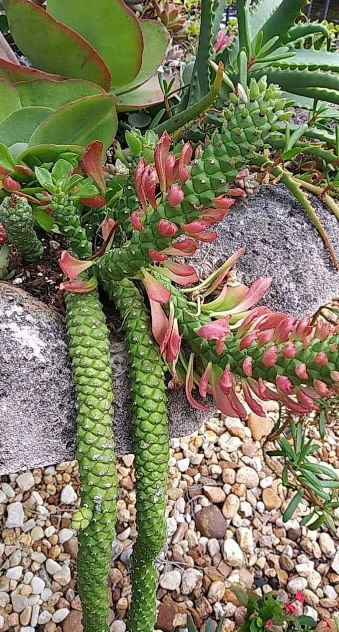 Euphorbia Monadenium Stapeloides Guentheri Succulent Cactus Plant