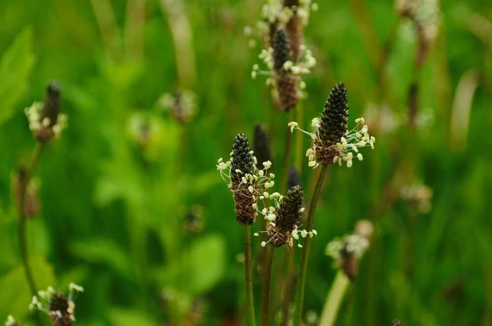 planting plantain seeds Narrowleaf Plantain Seeds 50 Count