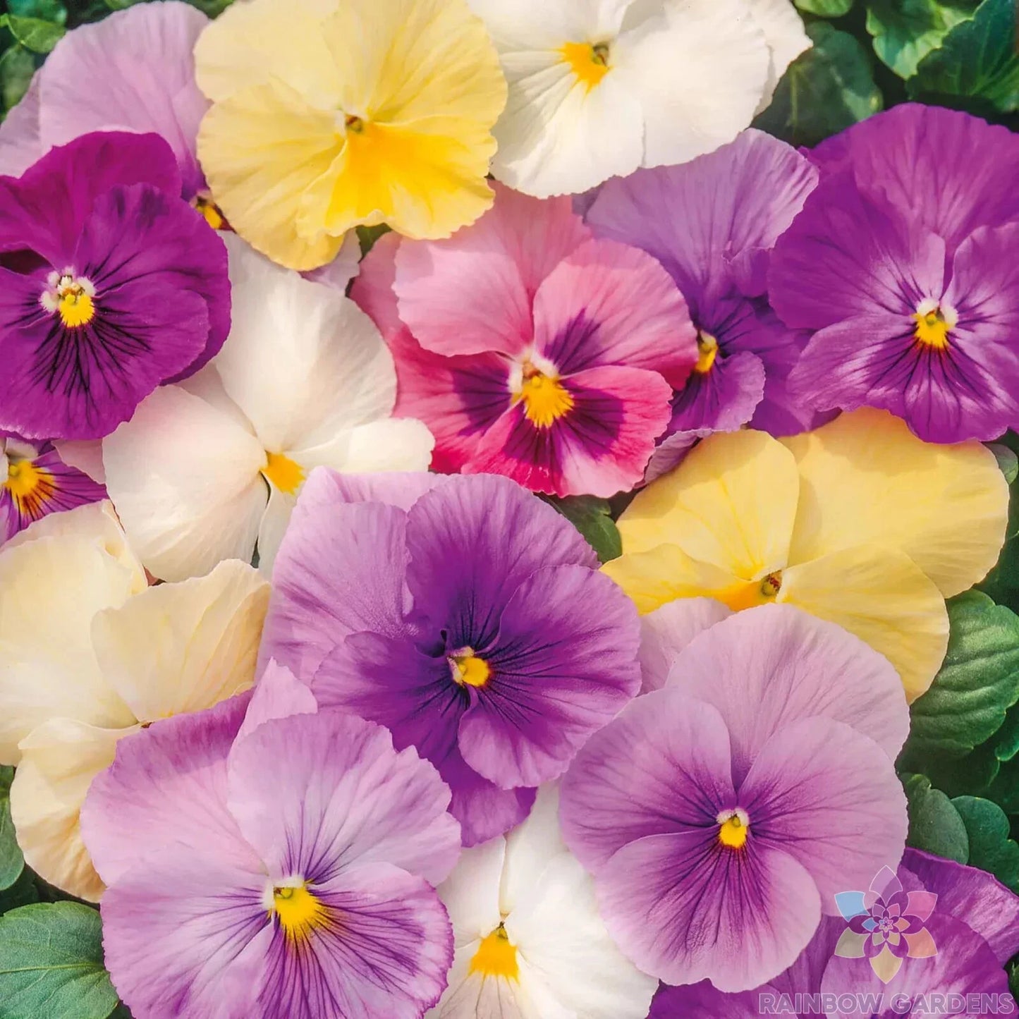 200+ Pastel Mix Pansy Seeds for Garden Planting - Viola Tricolor - USA - Free Shipping