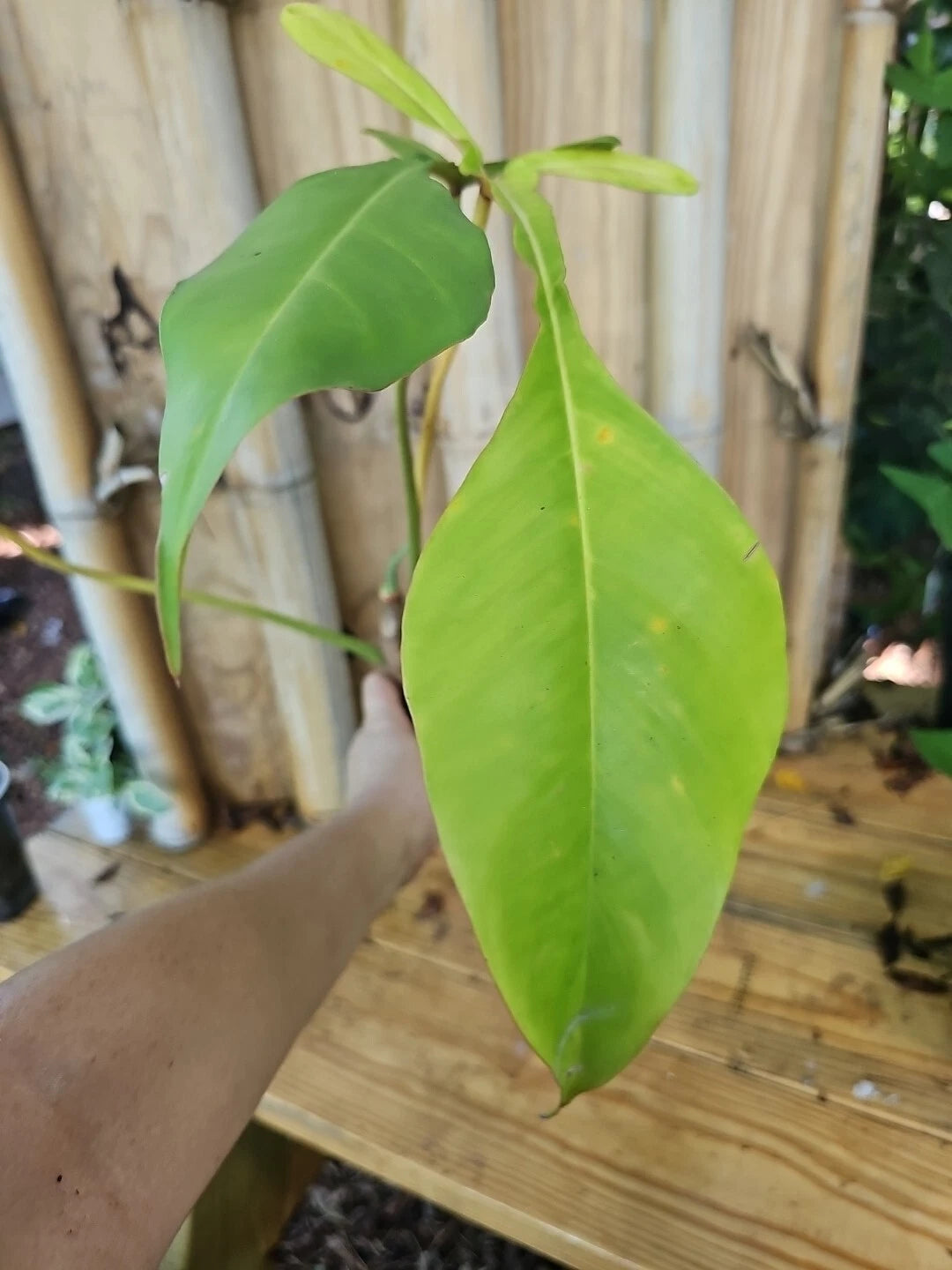 philodendron joepii mature Philodendron Joepii XL Matured Aroid Plant in 3.5" Pot