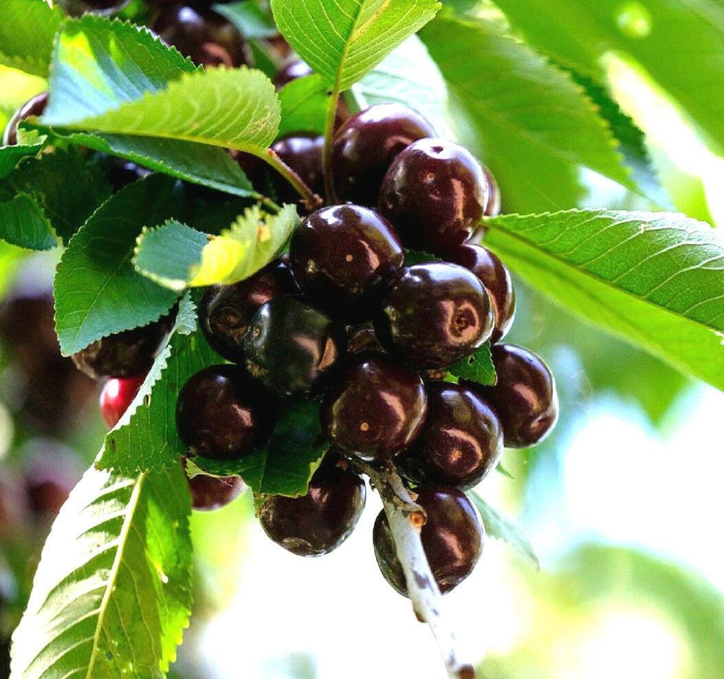 Black Cherry Seeds - 20 Pack - Sweet Edible Fruit - Prunus serotina - USA Native Tree
