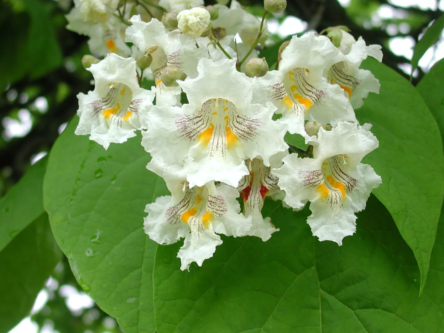 Northern Catalpa Tree Seeds - 50+ Seeds - Catalpa speciosa - Hardy Ornamental Tree for Landscaping and Gardens