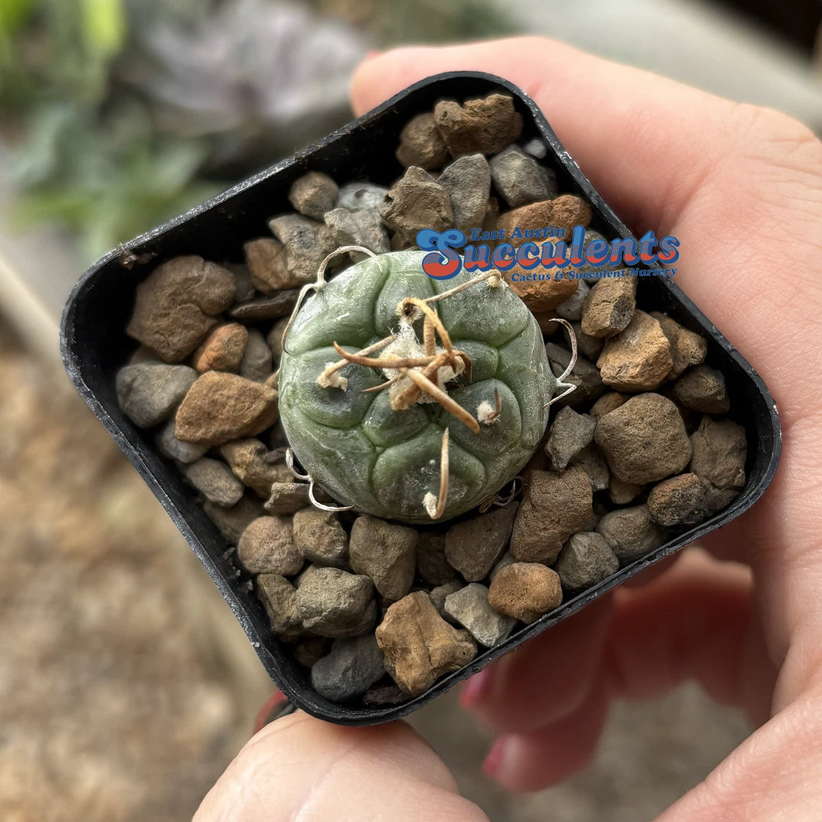 rarest cactus Live Rooted Cacti - Turbinicarpus schmiedickeanus polski - 2