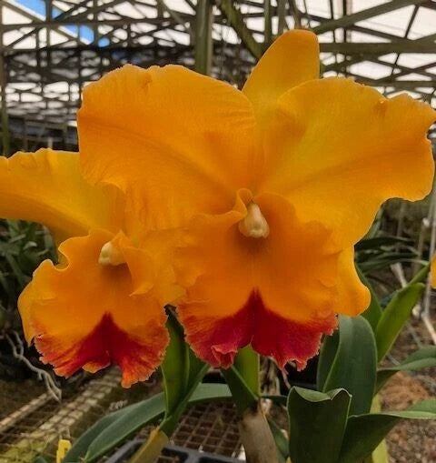 Cattleya Orchid Plant 2.5" Pot Rlc. Yasuji Takasaki 'Hawaii'