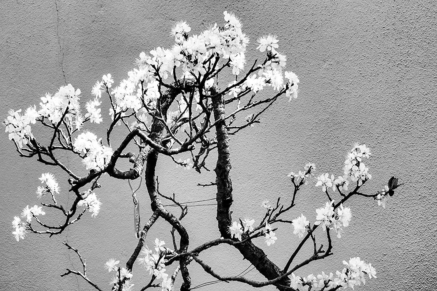 Cherry Tree Bonsai Seeds - 20 Pack - Prunus avium
