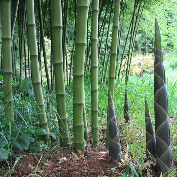 50 Bamboo Seeds for Privacy Garden - Clumping Solid Stem - Shade Screen - US Seller - Perfect for Landscaping
