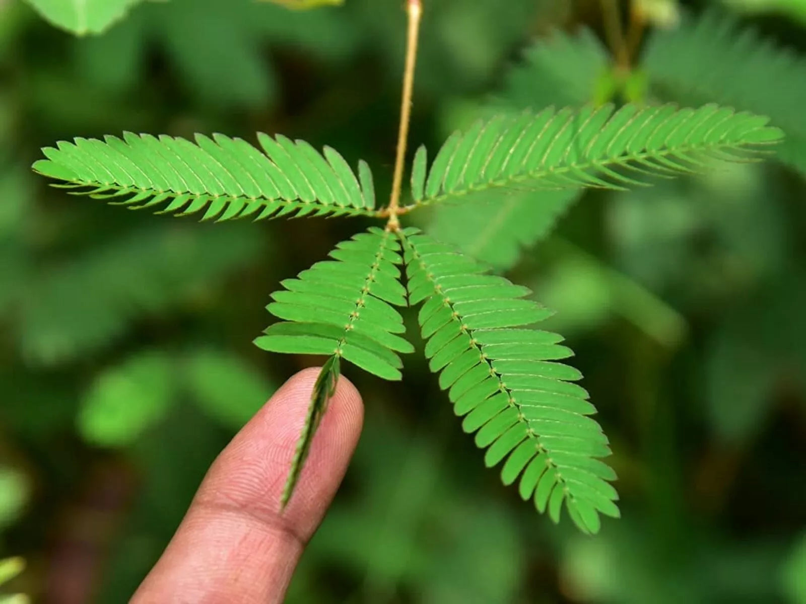 buy sensitive plant seeds Sleeping Grass Seeds - 50 Seeds - Mimosa Pudica