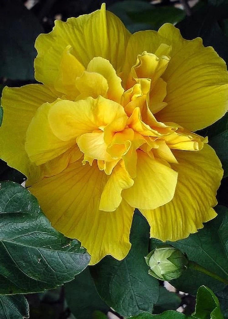 Double Yellow Hibiscus Seeds - 20 Perennial Flower Seeds for Exotic Garden - Hibiscus rosa-sinensis