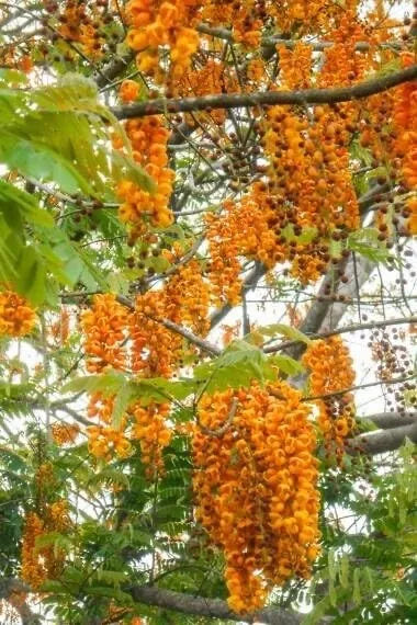 Bronze Shower Tree Seeds - 10 Seeds - Cassia moschata - Tropical Flowering Plant Seeds for Garden and Landscaping