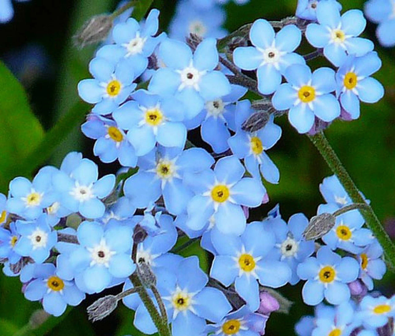 woodland wildflower seeds Forget Me Not Seeds - 401+ Woodland Wildflower Blue Blooms - Myosotis spp.