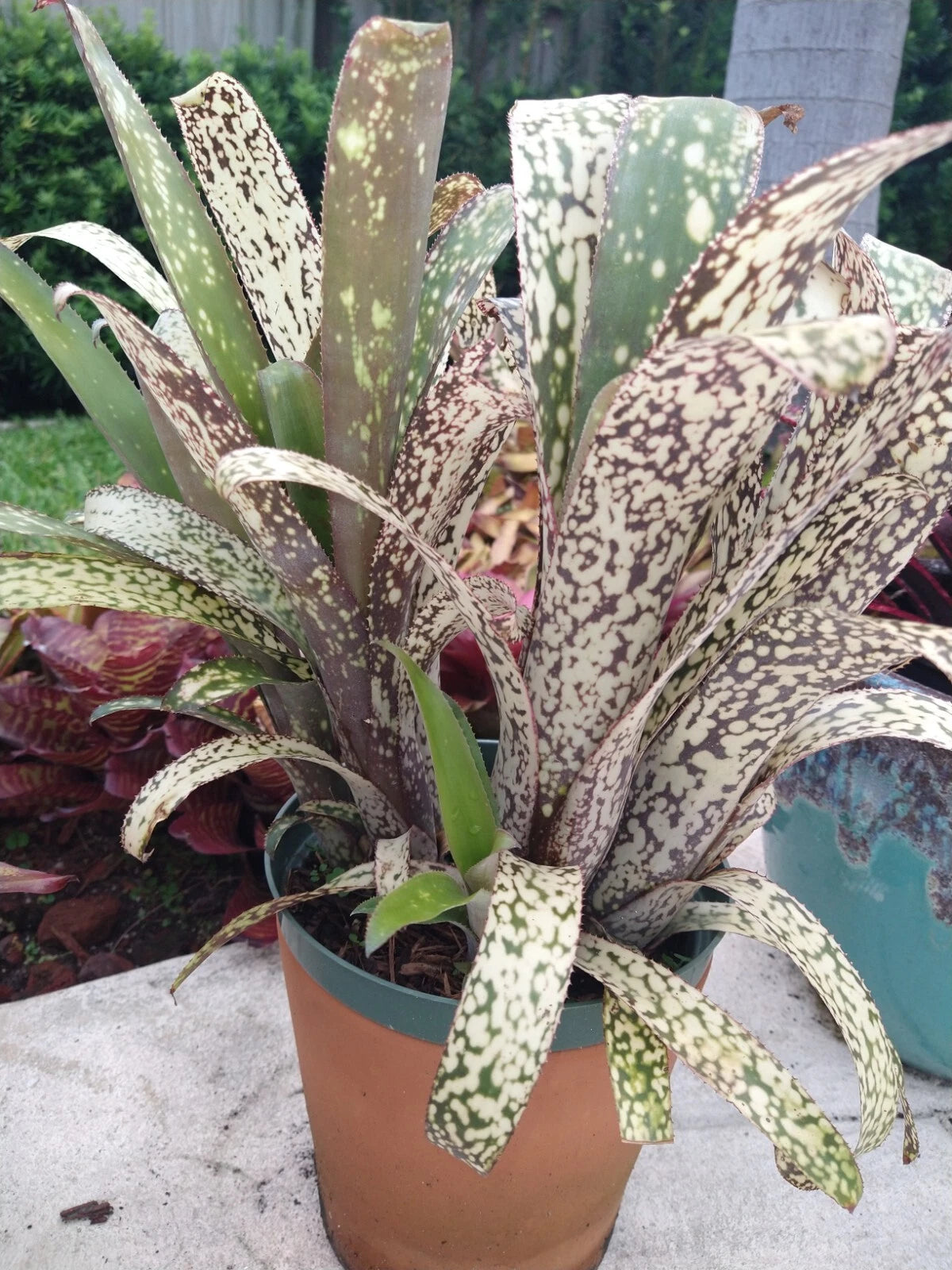 tropical bromeliad house plant Billbergia CASA BLANCA Bromeliad Plant - Tropical Indoor Houseplant - Exotic Green Foliage