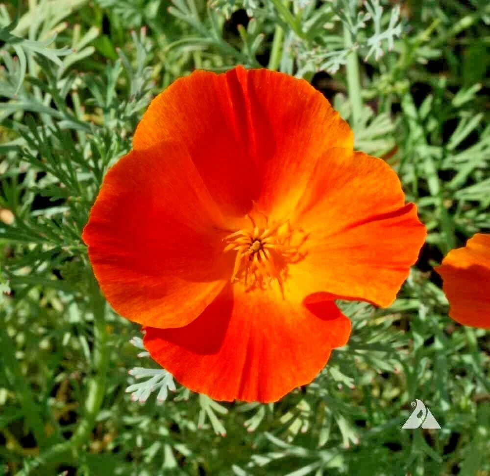 California Poppy Flower Seeds - 500+ MIKADO Variety for Native Wildflower Garden and Container - Easy to Grow