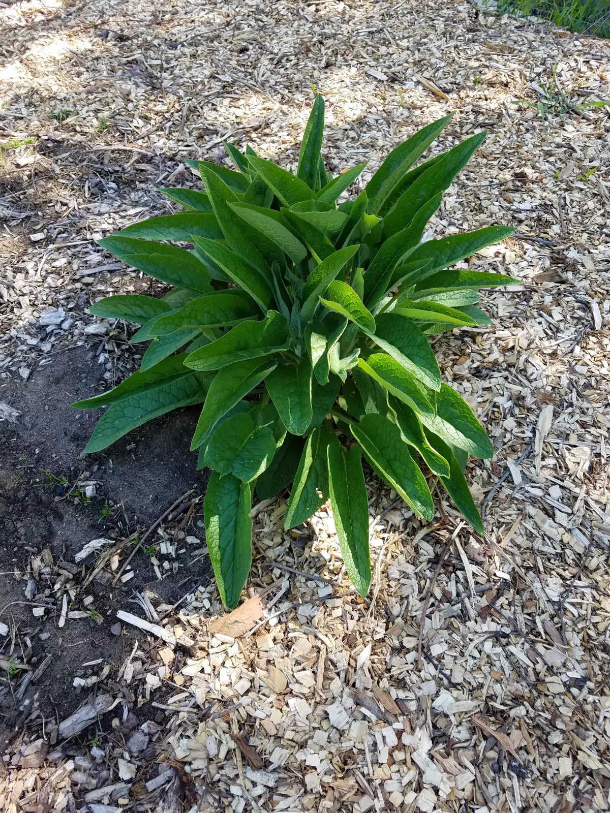 Comfrey Root Cuttings - 5 Pack Russian Bocking 14 - Freshly Dug (Symphytum × uplandicum) 1-3 Inch