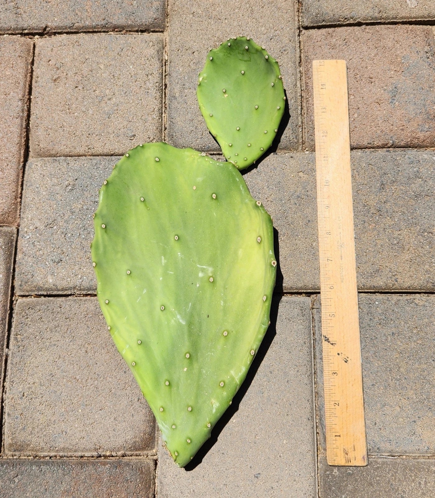 Opuntia Gomei Old Mexico Prickly Pear Cactus Pad Cutting