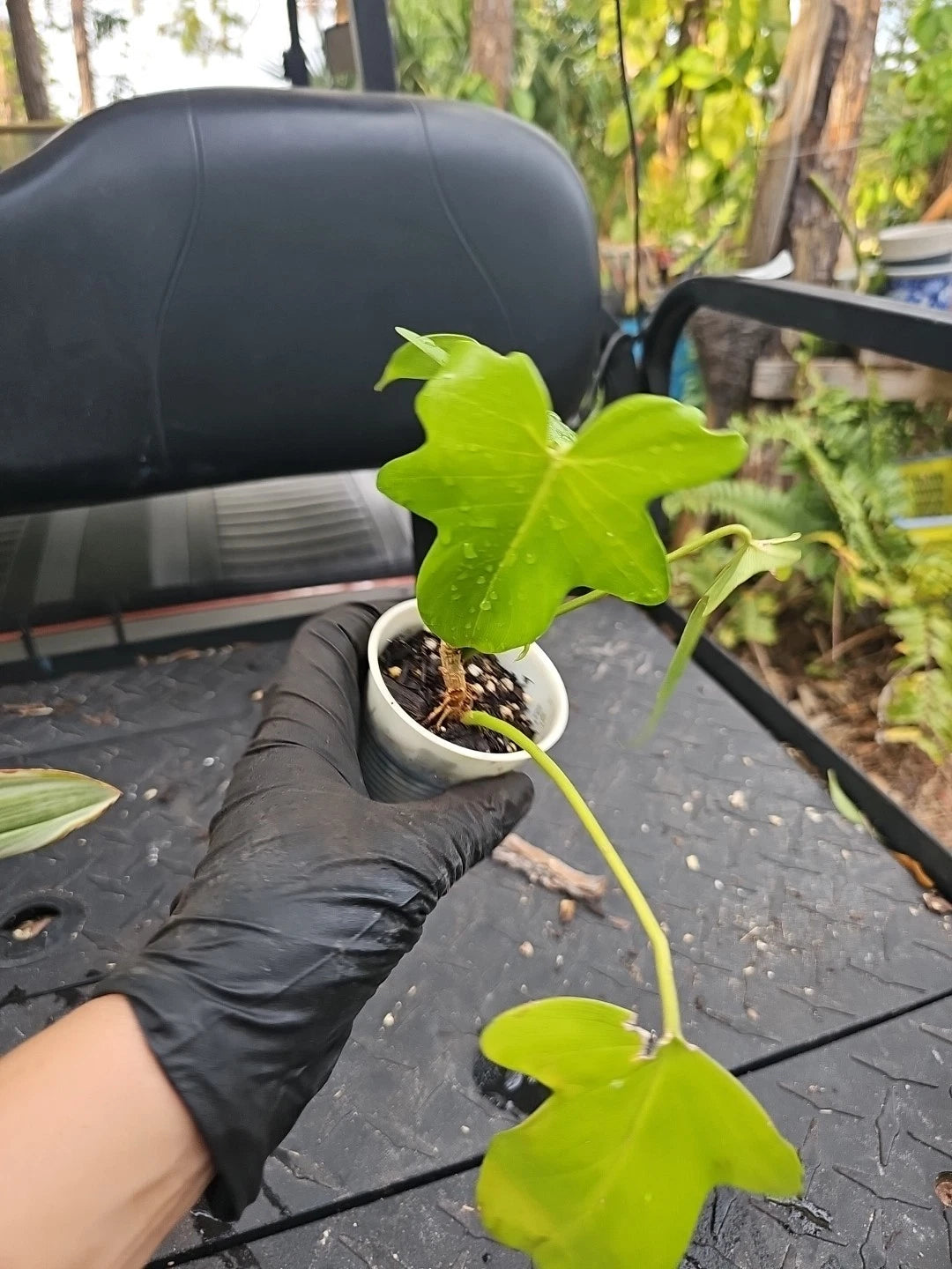 philodendron florida vs pedatum Philodendron Florida Green Stem 2.5" Pot