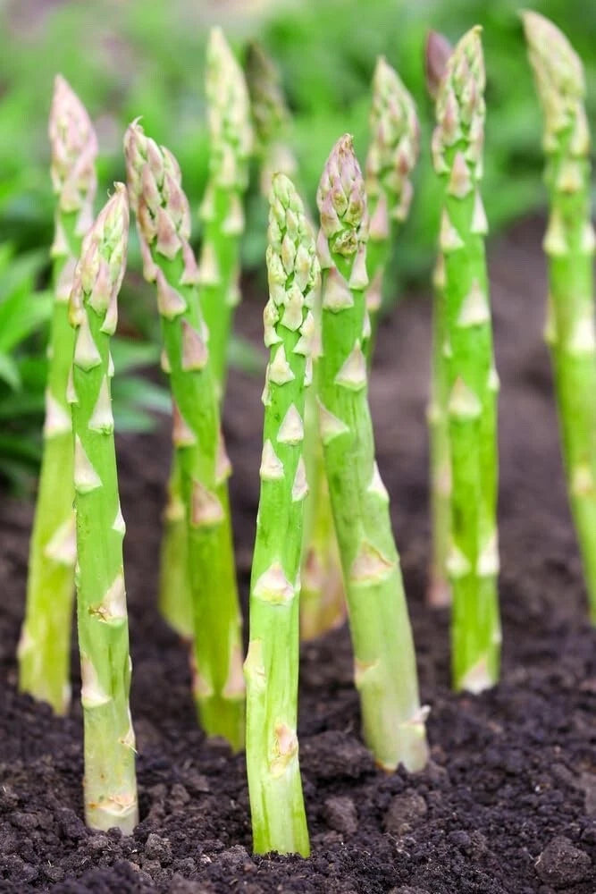 Millennium Live Asparagus Plants - 2yr Bare Root Crowns - Asparagus officinalis