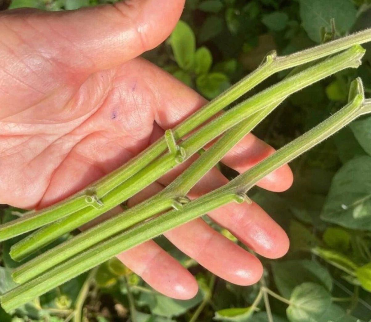 6 Fresh Golden Berry 'V Pineapple' Cuttings | Unrooted Physalis Peruviana Fruit Plant | Cape Gooseberry, Inca Berry, Organic