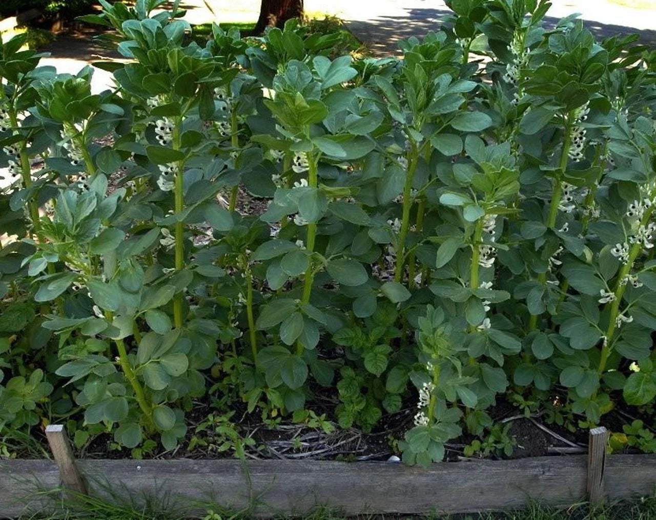 Broad Windsor Fava Bean Seeds, NON-GMO, Mediterranean Cover Crop, Vicia faba, Organic Gardening, Free Shipping