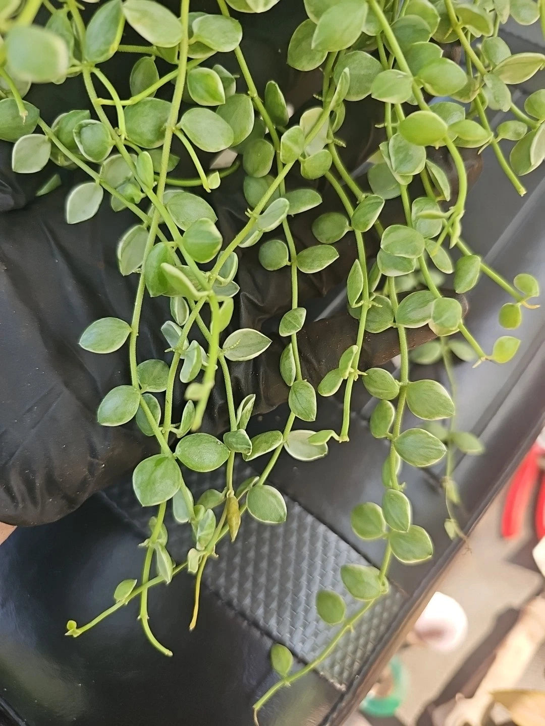 Dischidia Nummularia Pebble Beach Variegated Cutting 5