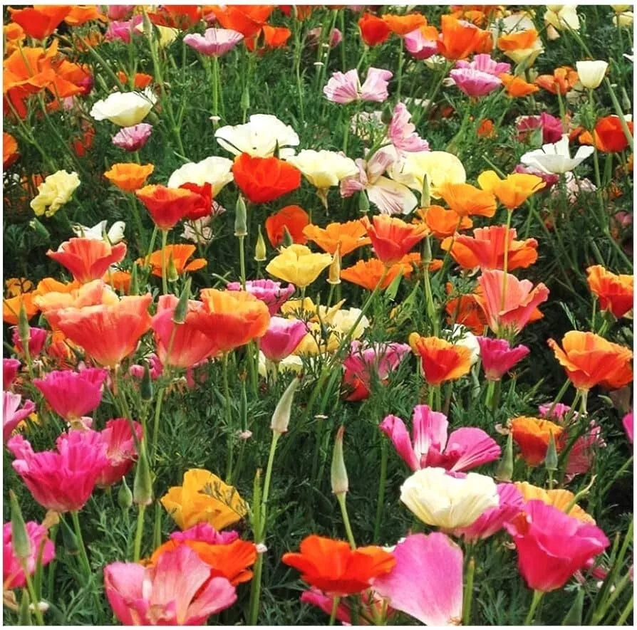 California Poppy Seeds - 250+ Mission Bells Flower Seeds - Eschscholzia californica - USA Grown, Free Shipping