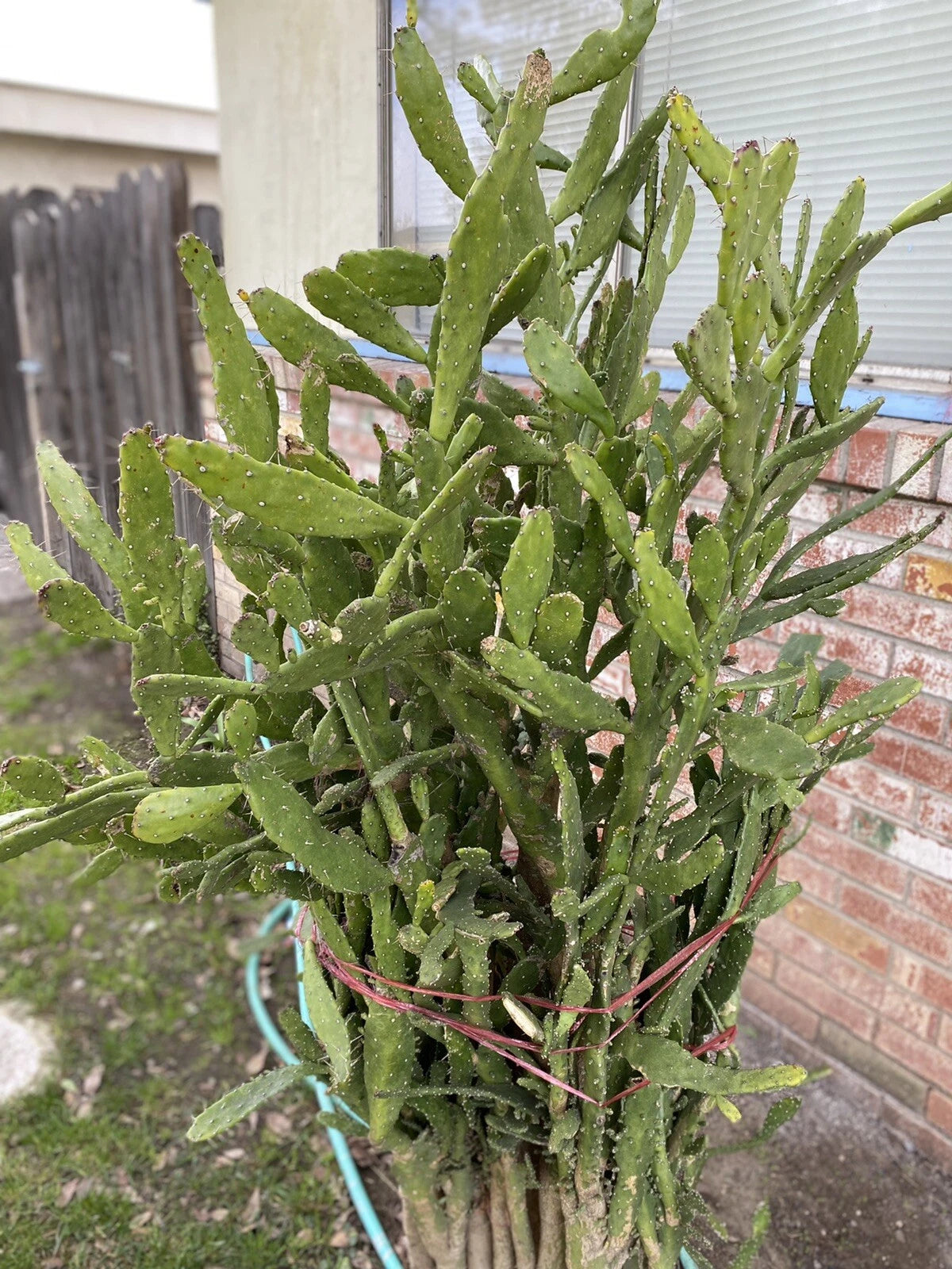 Opuntia monacantha Cuttings