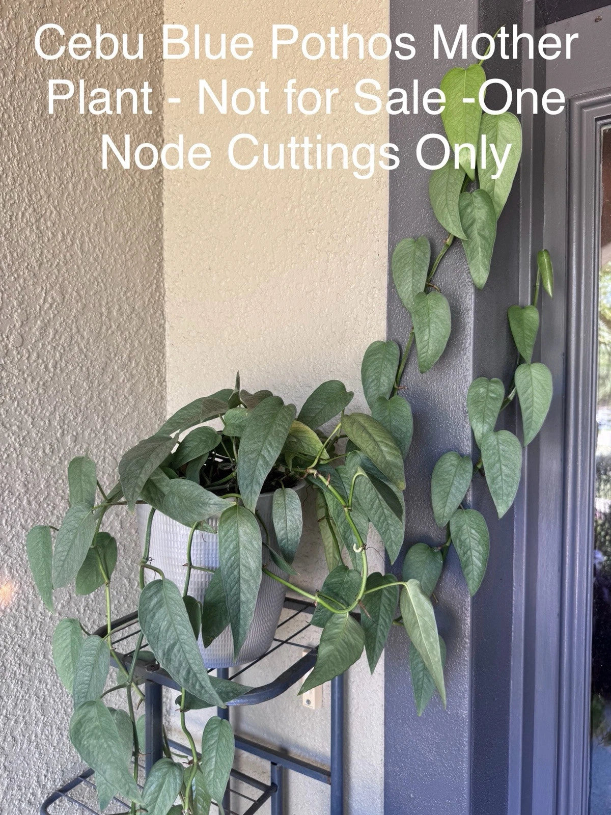 Cebu Blue Pothos Cuttings - Bundle of 5 Nodes - Epipremnum Pinnatum - Indoor Plant Decor