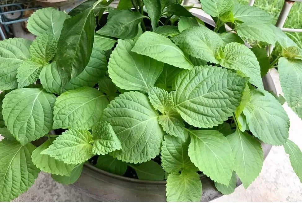Shiso Seeds - 500+ Fresh Perilla frutescens, Beefsteak Herb Plant, Japanese Basil for Culinary Use