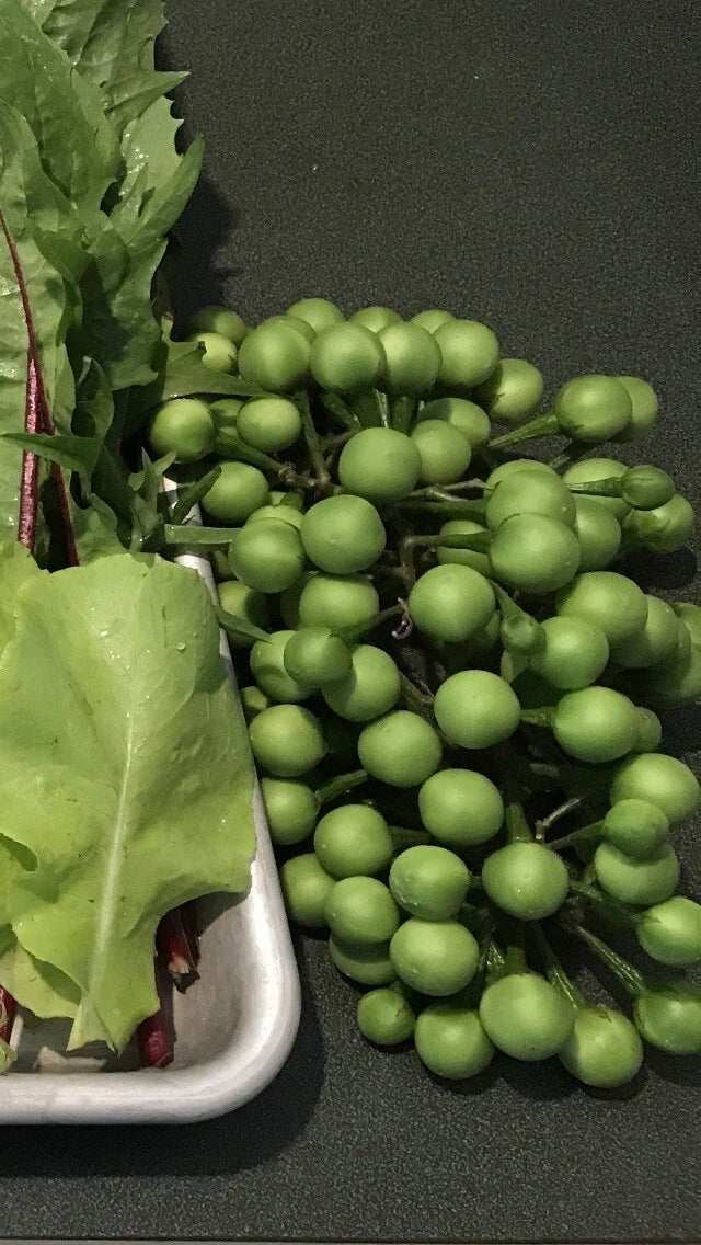 Pea Eggplant Plants, 8in Tall, Thai Brush Eggplant, Turkey Berry (Sola –  Jayme Garden