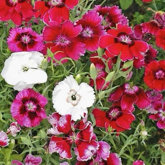Baby Doll Dianthus Seed Mix - 300+ Seeds - Colorful Annual Flowers - Dianthus chinensis