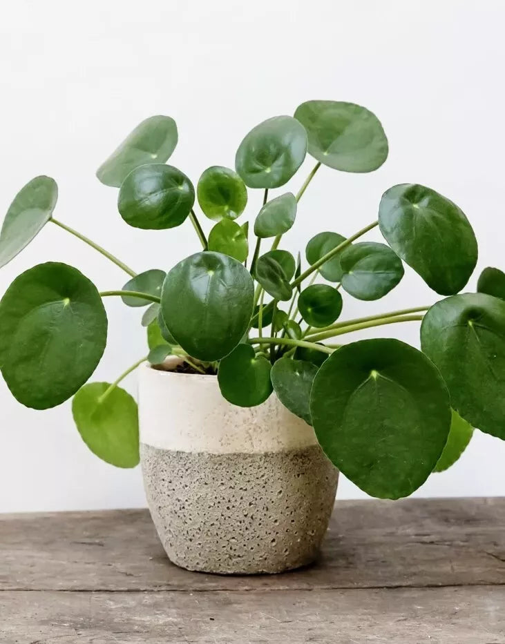 money plant live Chinese Money Plant 4-7" Tall Pilea Peperomioides Live Houseplant No P –  Jayme Garden