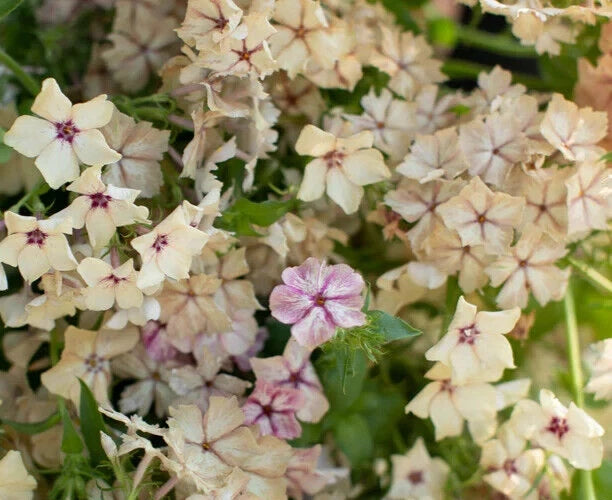 Phlox Seeds - 25+ Cream Brulee Fragrant Flower Seeds - Phlox paniculata