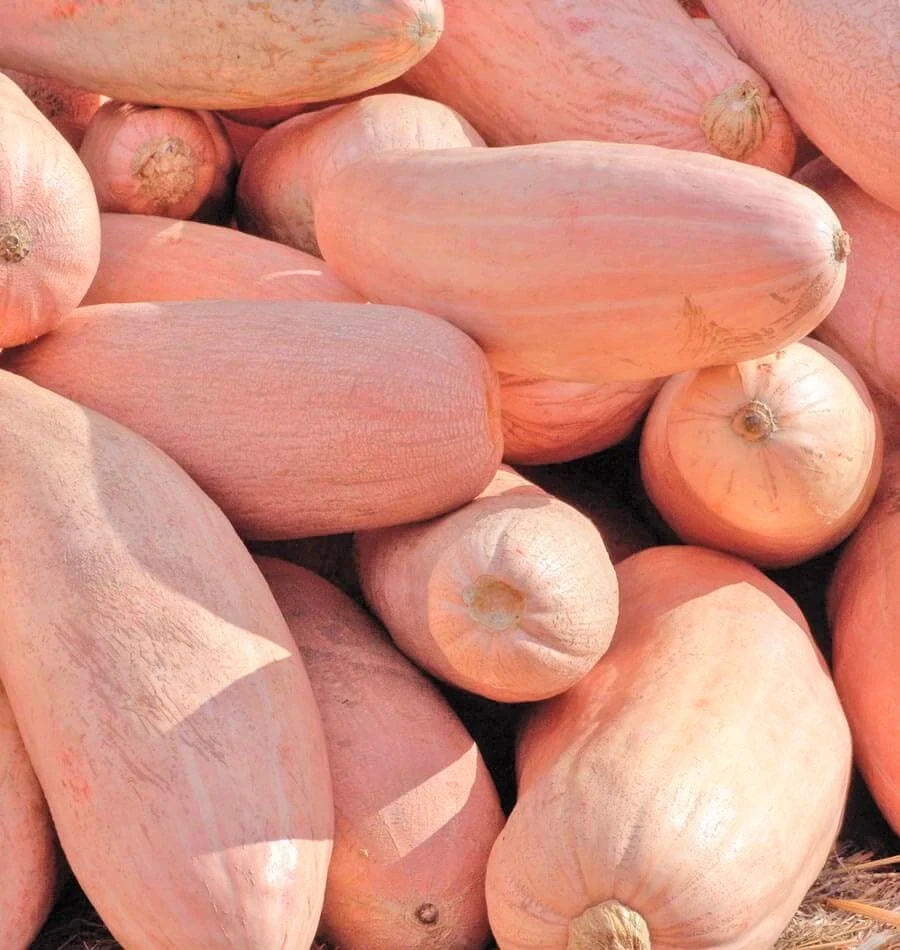 Jumbo Pink Banana Squash Seeds | Pumpkin Georgia Candy Roaster Winter Seeds | Organic Heirloom 2025