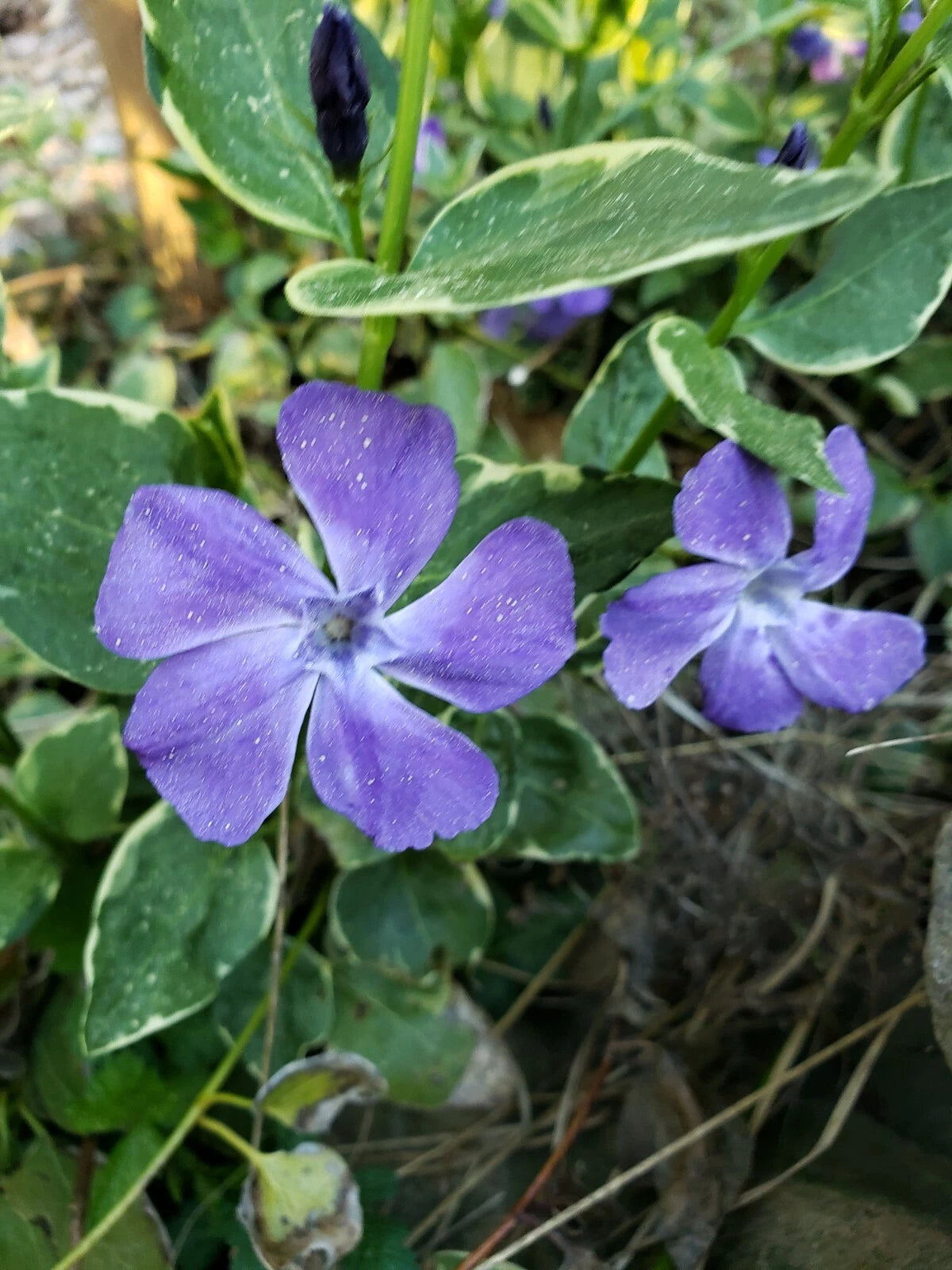 Variegated Vinca Periwinkle Vine Ground Cover Live Plants - 10 Count - Rooted Cuttings 4-6 Inches Long - Durable Winter Hardy