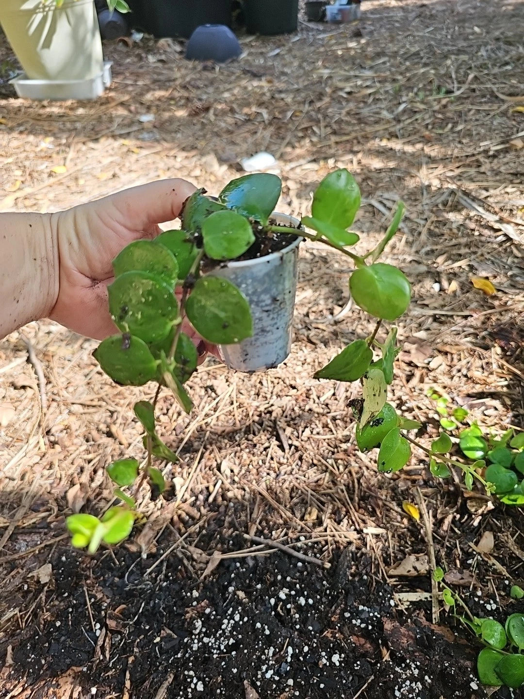 Aeschynanthus Thai Pink Passion Lipstick Plant - Live Plant in 2.5" Pot - Tropical Houseplant, Pink Flowers
