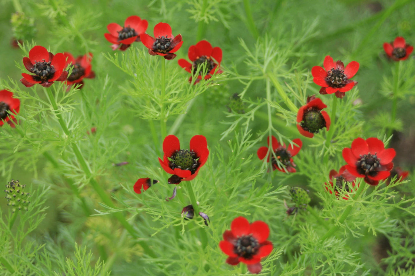 Pheasant's Eye Seeds - 80 Seeds - Annual Red - Adonis annua - GroCo USA - Buy Any 15 Ships Free