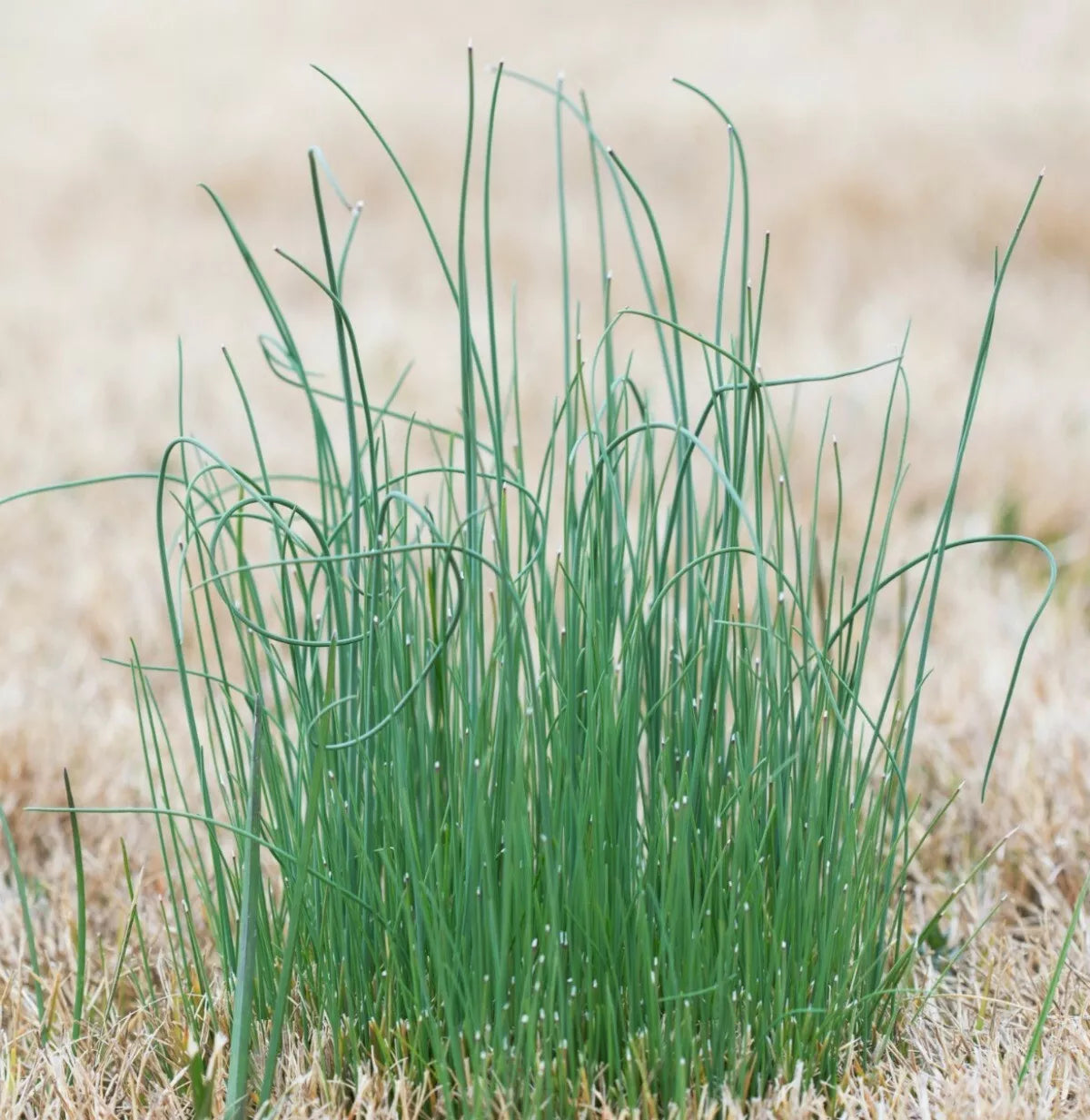 Wild Garlic Live Plants Set of 6 Perennial Allium ursinum Freshly Dug for Optimal Growth
