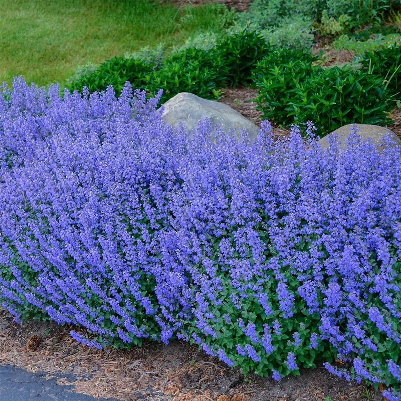 Catnip Seeds - 200+ Non-GMO Heirloom Perennial Herb - Bug Repelling - Nepeta cataria