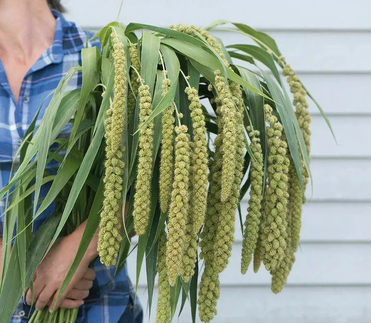 50 Ornamental Grass Seeds - Lime Light Millet (Pennisetum glaucum) - Ideal for Gardens and Landscaping