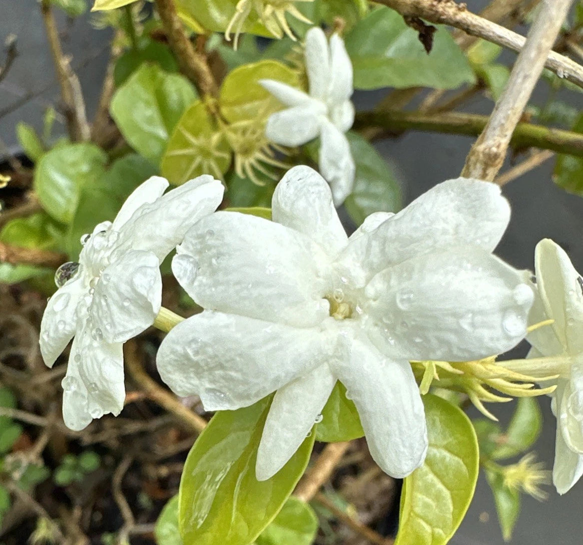 Jasmine Sambac Live Plants 5" Tall Maid of Orleans 2-Pack Fragrant Jasminum Perennial Flowering Evergreen