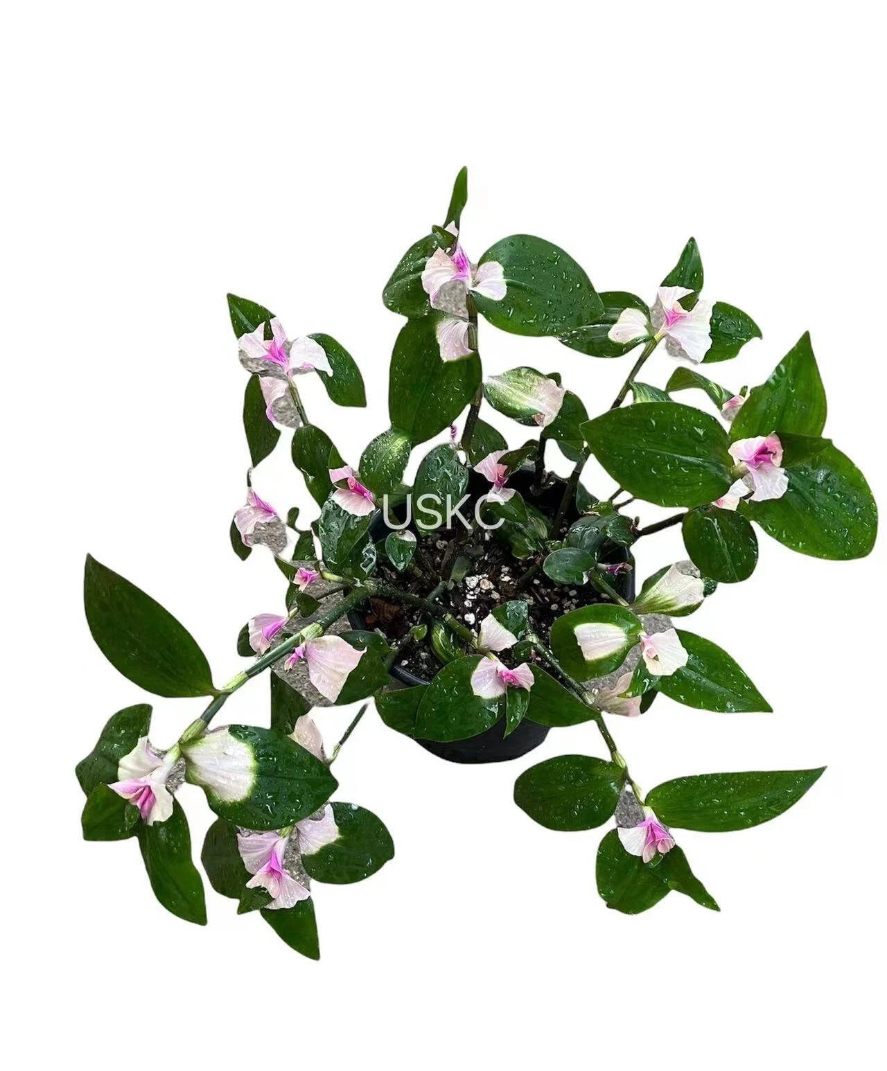 blushing bride plant indoor Tradescantia Blushing Bride Cuttings | Succulent Plant Cuttings | Indoor  Houseplant Decor