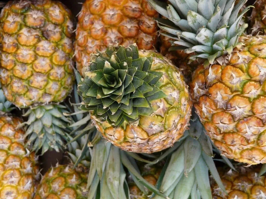can you plant pineapple seeds Monte Oscuro Pineapple Seeds - 15+ Seeds for Garden Planting - Ananas  comosus - USA