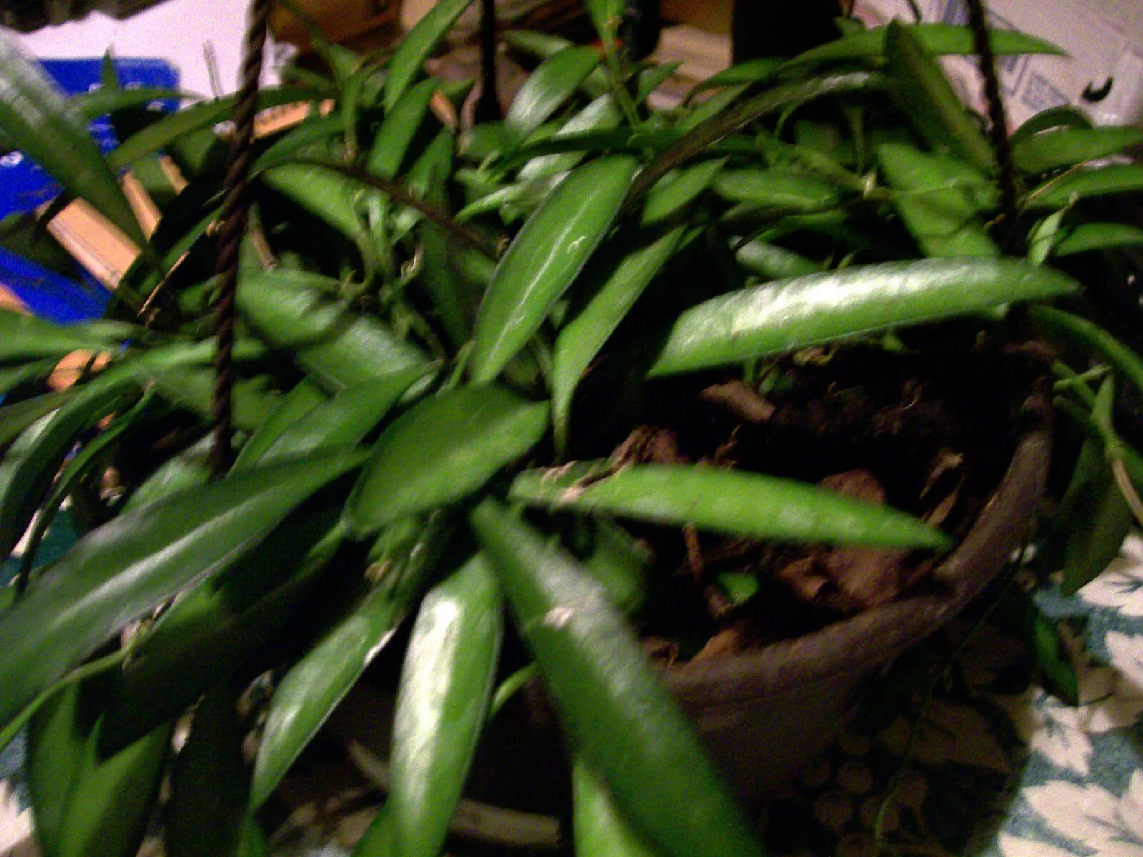 Hoya Longifolia Wall String Bean Plant Starter