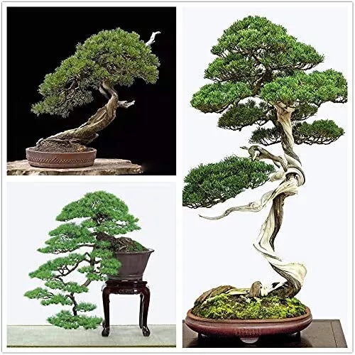 Bonsai Tree Seeds - 30+ Japanese Black Pine Seeds