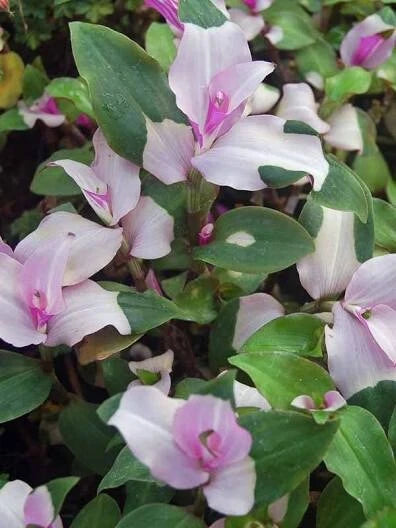 Variegated Tradescantia Blushing Bride Cuttings - 3 Gorgeous Wandering Jew Cuttings for Plant Propagation