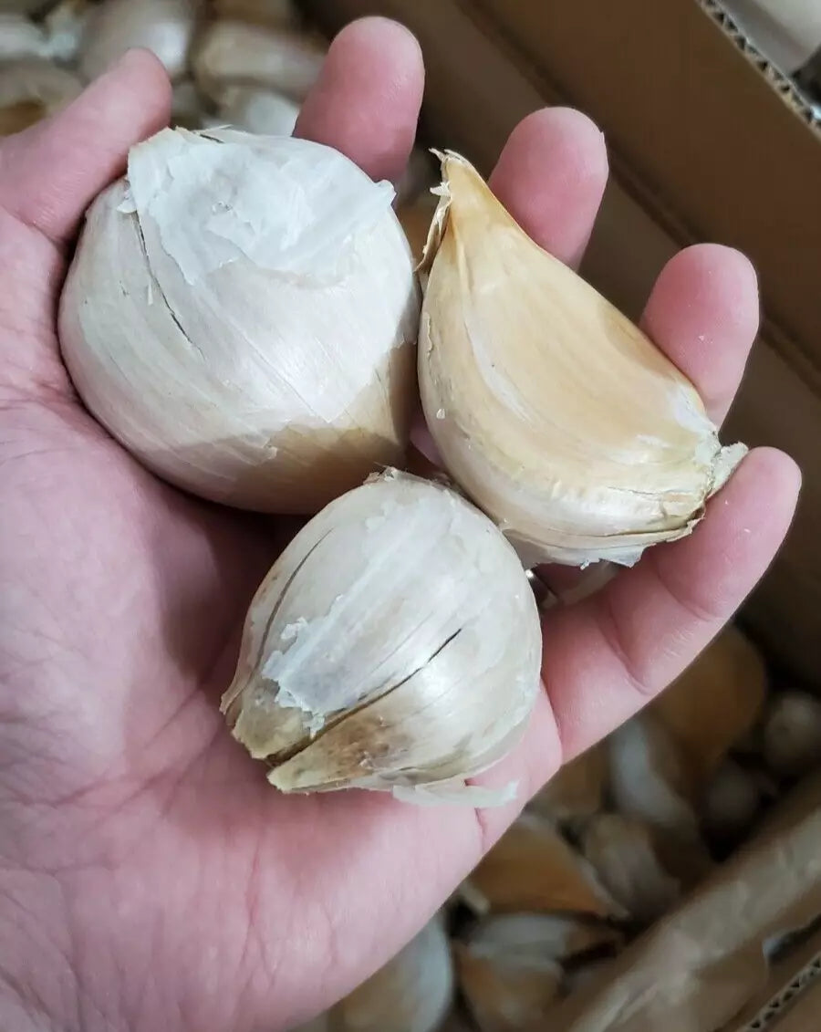 Giant Elephant Garlic Bulbs - 3 Large Cloves - Allium ampeloprasum - Fast Growing Plant for Garden