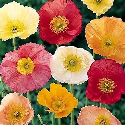 Iceland Poppy Seeds 500 Count for Planting - Papaver nudicaule - Colorful Flower Mix