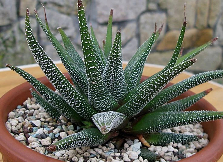 attenuata succulent Large Potted Haworthia Attenuata var. Radula