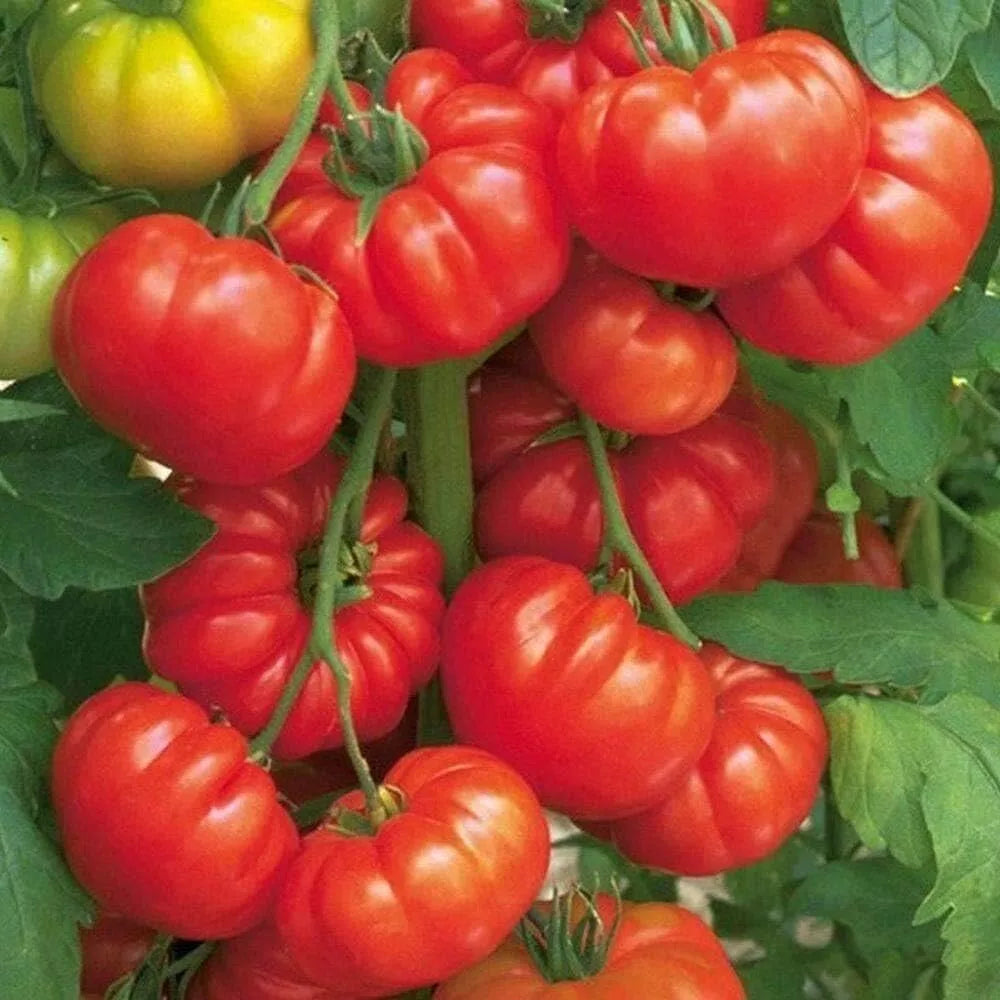 Beefsteak Tomato Seeds - 120+ Heirloom Organic Seeds - Tasty Fresh Variety - Solanum lycopersicum